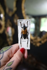 Image 1 of Yellow Longhorn Beetle (Unspread/Wings Closed)