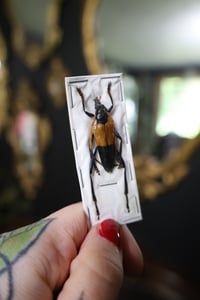 Image 2 of Yellow Longhorn Beetle (Unspread/Wings Closed)