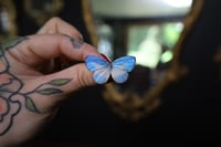 Image 1 of Cerulean Butterfly (Unspread/Wings Closed)