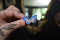 Image 2 of Cerulean Butterfly (Unspread/Wings Closed)