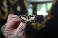 Image 1 of Green-Banded Blue Butterfly (Unspread/Wings Closed)