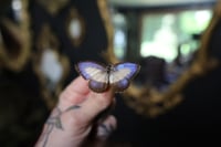Image 2 of Green-Banded Blue Butterfly (Unspread/Wings Closed)