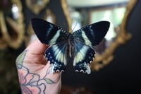 Image 1 of Zodiac Moth (Unspread/Wings Closed)
