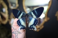 Image 3 of Zodiac Moth (Unspread/Wings Closed)