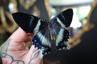 Image 2 of Zodiac Moth (Unspread/Wings Closed)