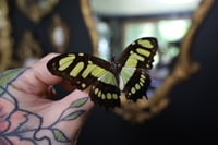 Image 2 of Malachite Butterfly (Unspread/Wings Closed)