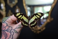 Image 1 of Malachite Butterfly (Unspread/Wings Closed)