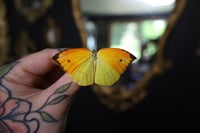 Image 1 of Orange-Winged Sulphur Butterfly (Unspread/Wings Closed)