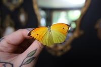 Image 2 of Orange-Winged Sulphur Butterfly (Unspread/Wings Closed)