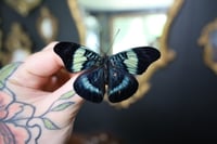 Image 1 of Red Flasher Butterfly (Unspread/Wings Closed)