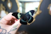 Image 2 of Red Flasher Butterfly (Unspread/Wings Closed)
