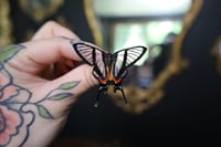 Image 1 of Angel Butterfly (Unspread/Wings Closed)