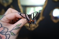 Image 2 of Angel Butterfly (Unspread/Wings Closed)