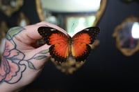Image 1 of Lacewing Butterfly (Unspread/Wings Closed)