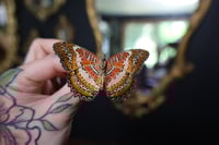 Image 2 of Lacewing Butterfly (Unspread/Wings Closed)
