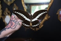 Image 1 of Gigon Swallowtail (Unspread/Wings Closed)
