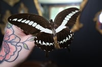 Image 2 of Gigon Swallowtail (Unspread/Wings Closed)