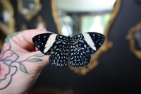 Image 1 of Starry Night Cracker Butterfly (Unspread/Wings Closed)