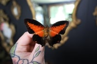 Image 2 of Shining Red Charaxes Butterfly (Unspread/Wings Closed)