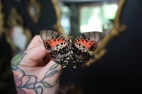 Image 1 of Shining Red Charaxes Butterfly (Unspread/Wings Closed)