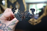 Image 1 of Red Cracker Butterfly (Unspread/Wings Closed)
