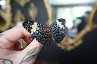 Image 2 of Red Cracker Butterfly (Unspread/Wings Closed)