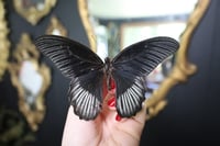 Image 2 of Scarlet Mormon Butterfly (Unspread/Wings Closed)