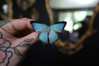Image 1 of Damo Hairstreak Butterfly (Unspread/Wings Closed)