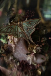 Image 4 of Ellie - Wildflower Oddities