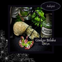 Image 23 of ☽ Ginkgo Biloba ☾