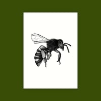 A6 Print/Postcard 'Honey Bee'