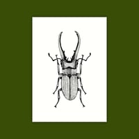 A6 Print/Postcard 'Stag Beetle'
