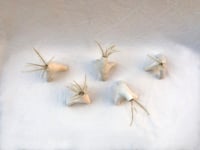 Image 3 of LEGS vase
