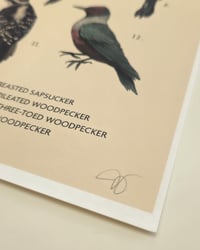 Image 3 of Woodpeckers of the Pacific Northwest