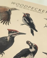Image 2 of Woodpeckers of the Pacific Northwest