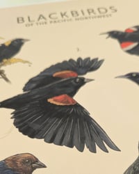 Image 2 of Blackbirds of the Pacific Northwest
