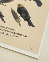 Image 3 of Blackbirds of the Pacific Northwest