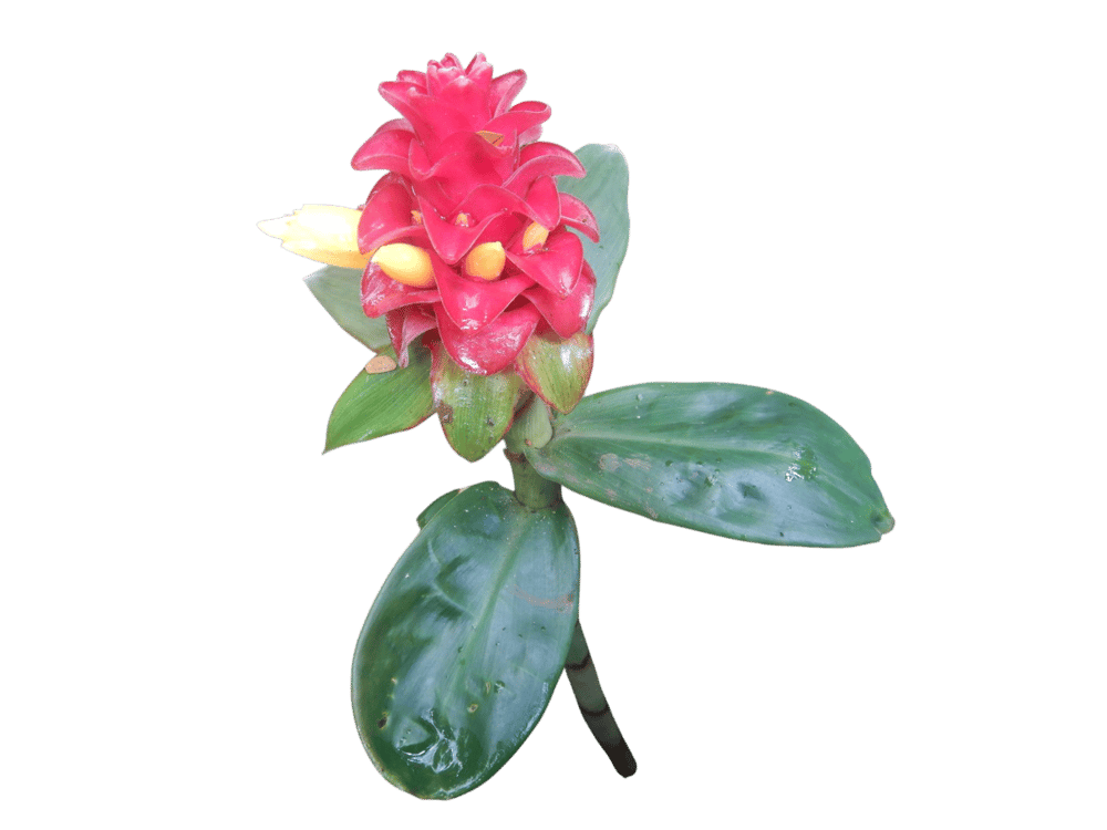 Costus Barbatus