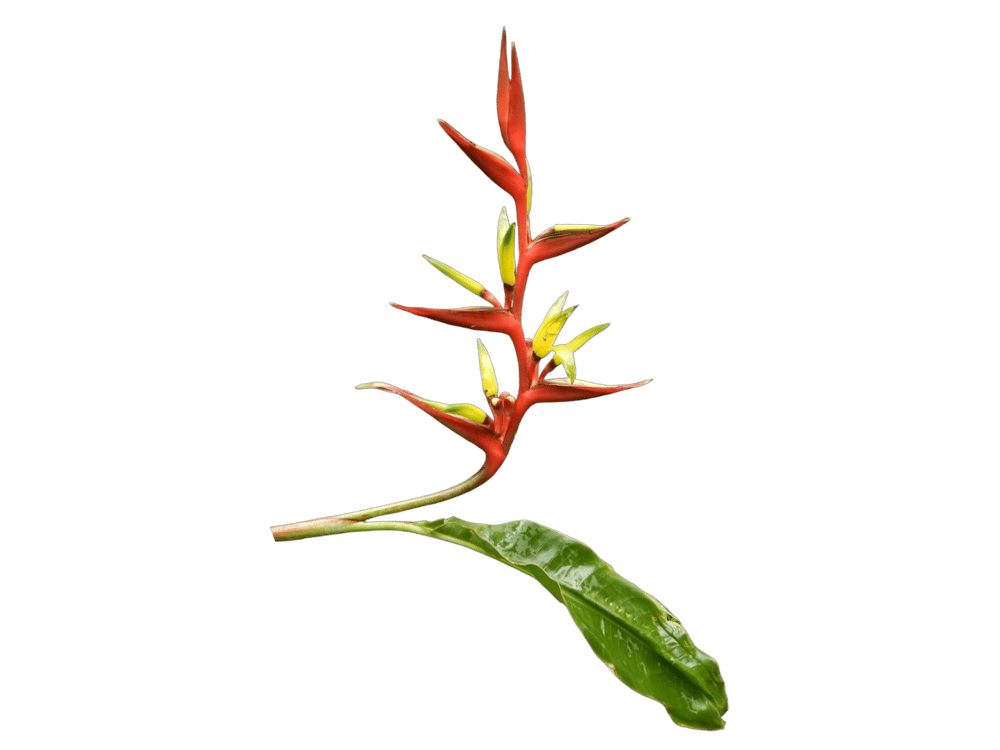 Heliconia