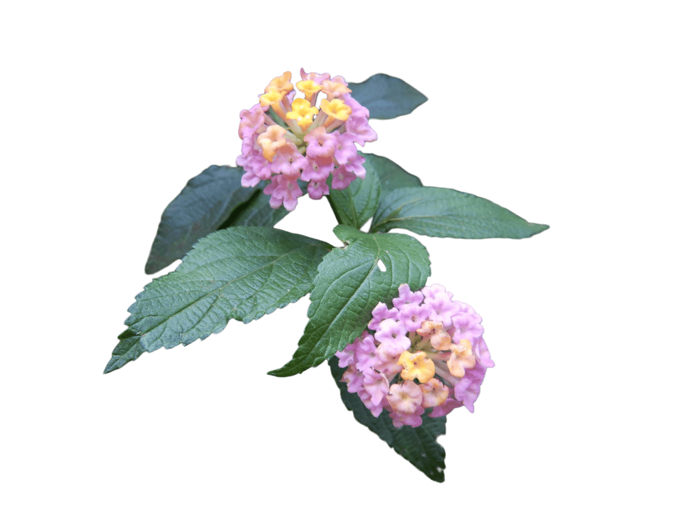 Lantana Camara