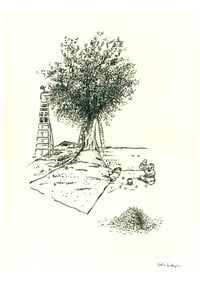 Olive harvest
