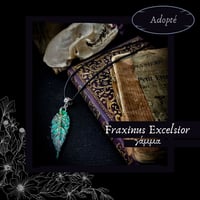 Image 3 of ☽ Fraxinus Excelsior ☾