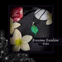Image 1 of ☽ Fraxinus Excelsior ☾