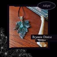 Image 17 of ☽ Bryonia Dioica ☾