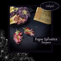 Image 1 of ☽ Fagus Purpura ☾