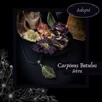 Image 3 of ☽ Carpinus Betulus ☾
