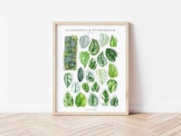 Image 4 of Epipremnum & Scindapsus Species Poster