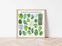 Image 6 of Epipremnum & Scindapsus Species Poster