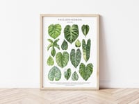 Image 7 of Philodendron Species Poster