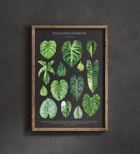 Image 6 of Philodendron Species Poster